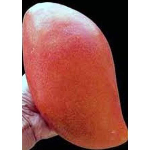 Bibit Buah Mangga Yuwen Merah Unggul|Bibit Tanaman Mangga Yuwen Murah Trend