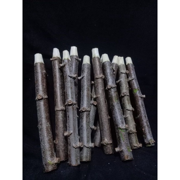 Bibit singkong / ubi kayu roti