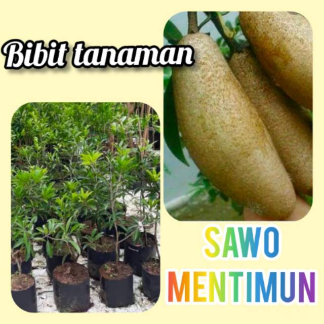 Bibit Sawo Mentimun Cangkok 1 Meter Up Full Media