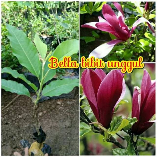 Bibit Bunga Kantil Merah Best Seller