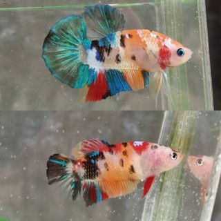 930 Koleksi Gambar Ikan Cupang Multicolor Terbaik