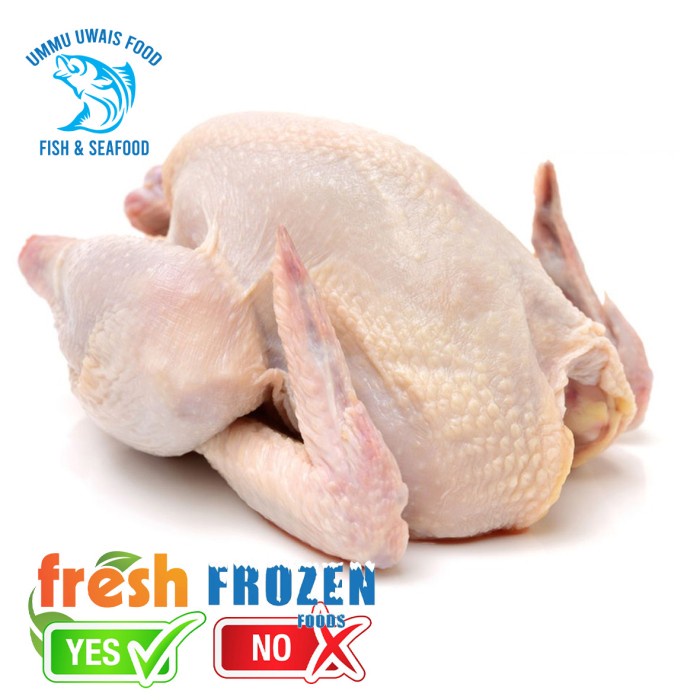 

Ayam Negri Boiler Utuh Berkualitas - 1 Ayam
