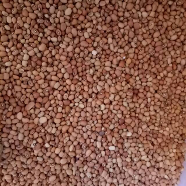 

Kacang tanah