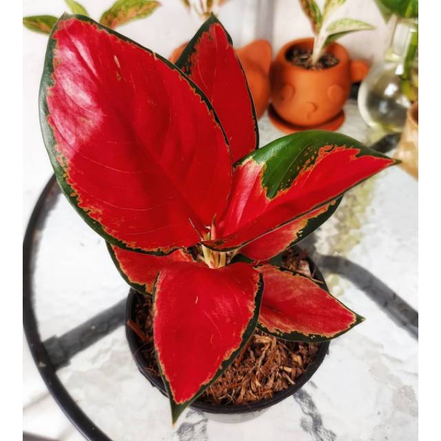 Aglonema Suksom Jaipong Murah