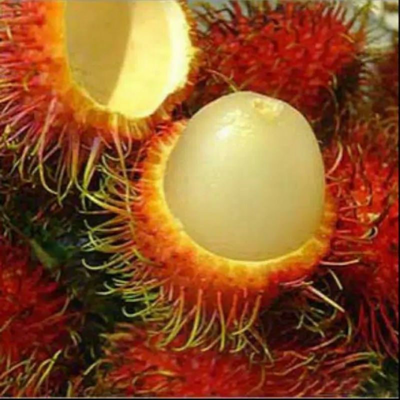 BIBIT RAMBUTAN RAPIAH UNGGUL