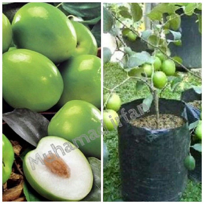 BIBIT APEL INDIA APEL FUTSA