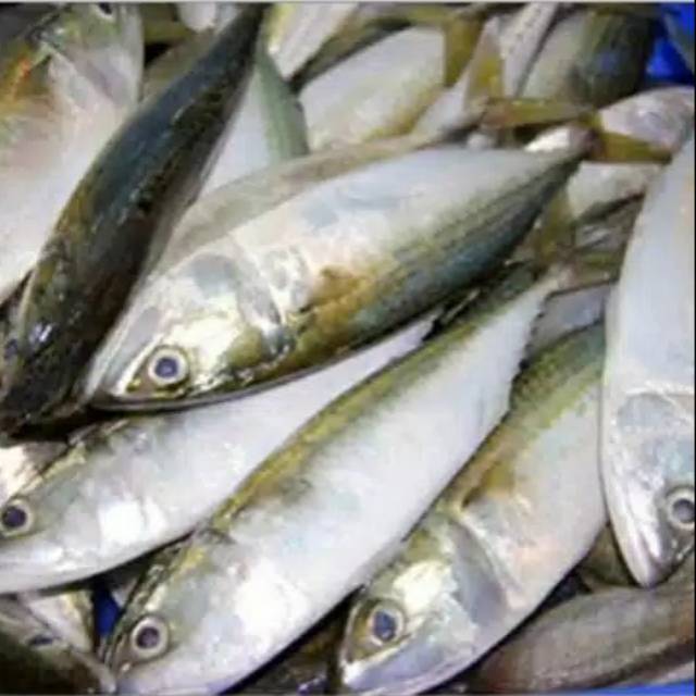 

Ikan kembung banjar