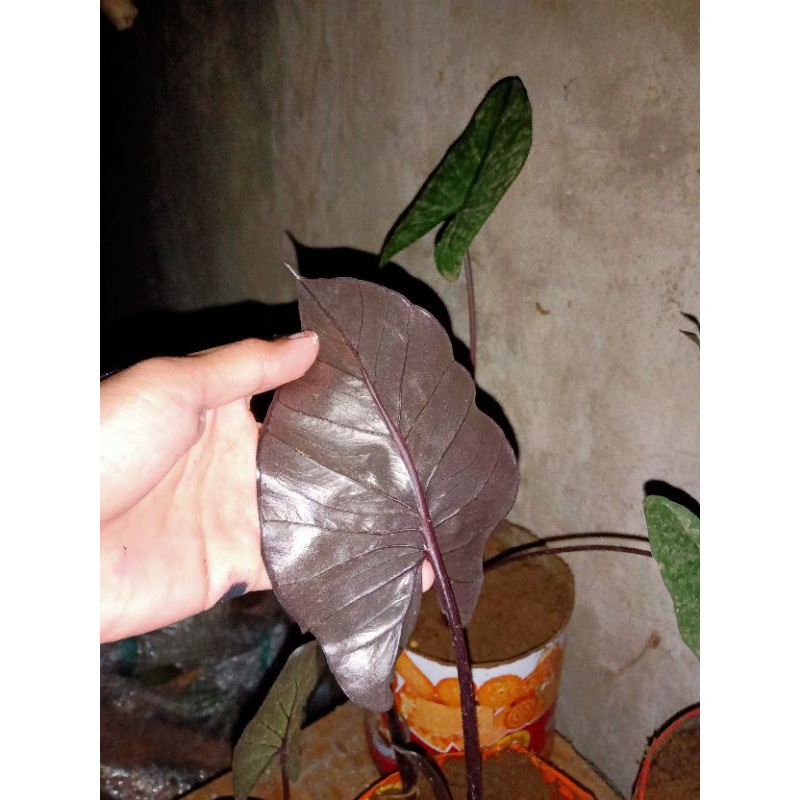 Tanaman hias caladium black / sente hitam / talas hitam