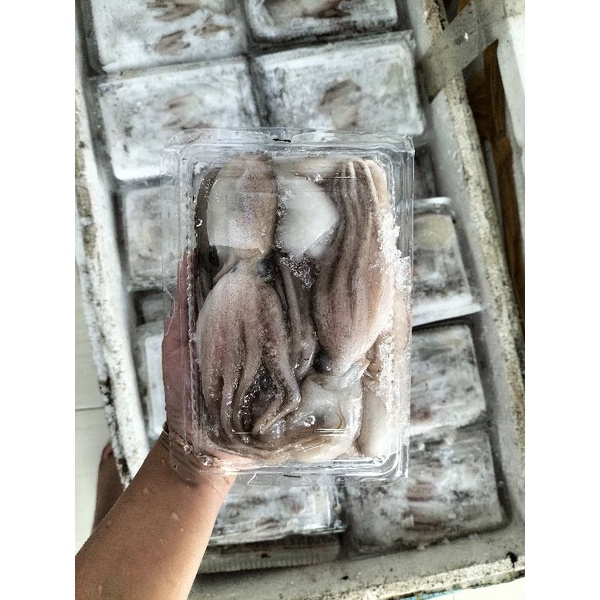

Baby Gurita / Baby octopus