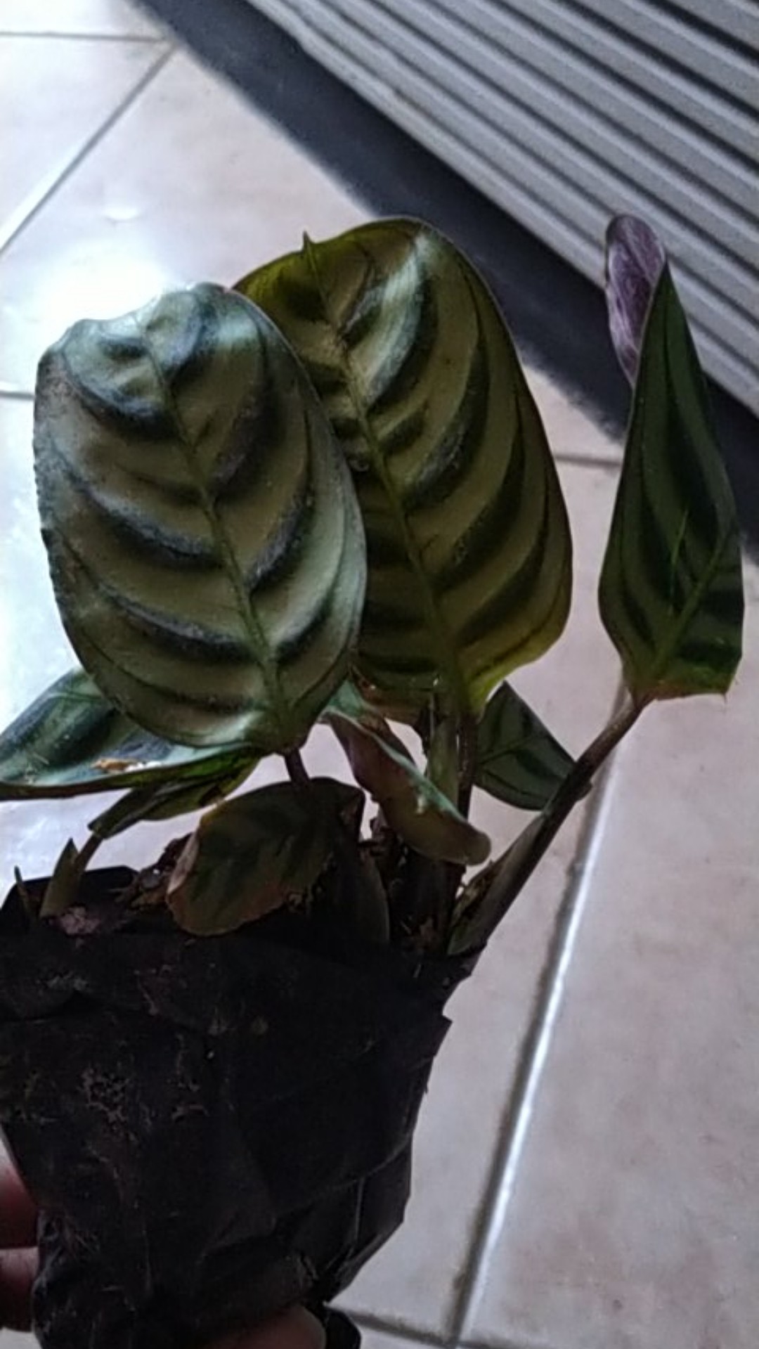 Tanaman Hias Calathea Sepat