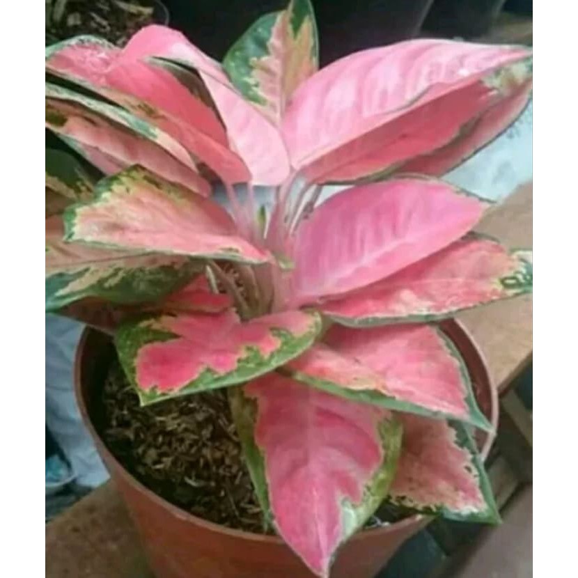 Tanaman Hias Aglaonema Red Kocin