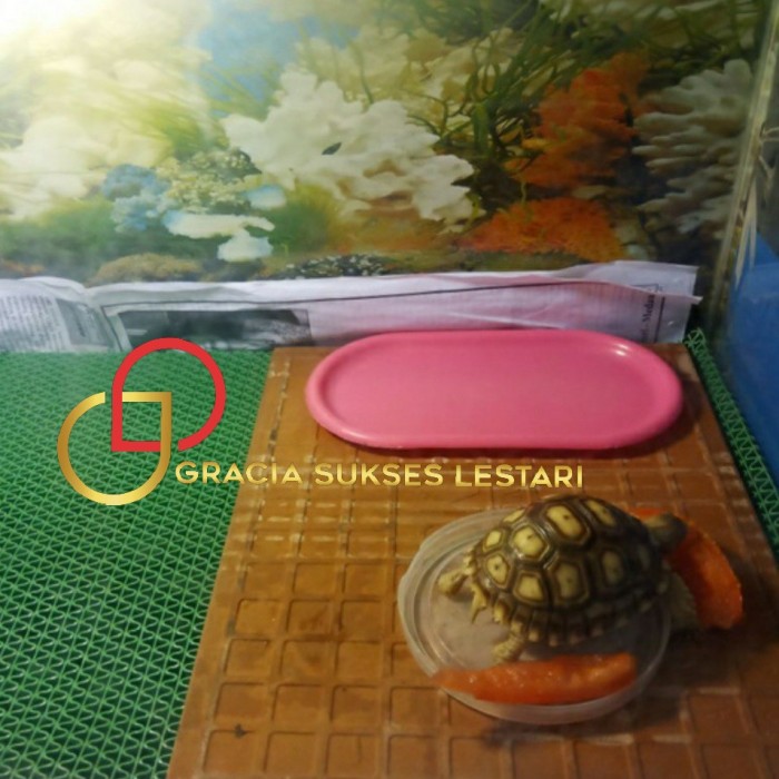 ALAS KANDANG KUCING ANJING KELINCI TORTOISE 40 x 60 JARING