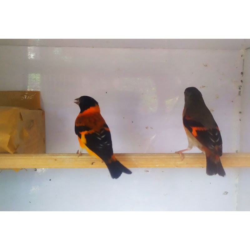 Red Siskin Sepasang Klasik Siap Produk