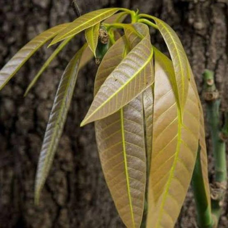 

Daun mangga pucuk fresh 1 kg