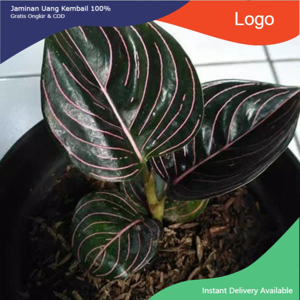 tanaman hias aglonema rotundum aceh - aglonema rotundum aceh