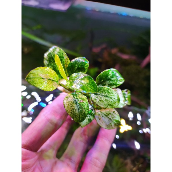 Anubias Pinto