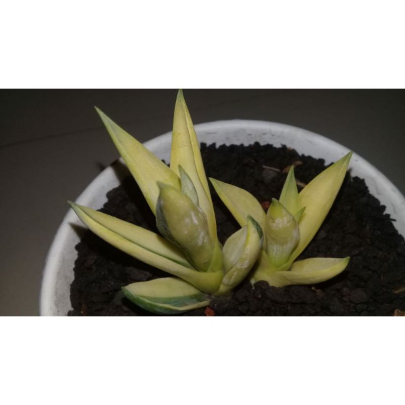 agave king mutasi variegata