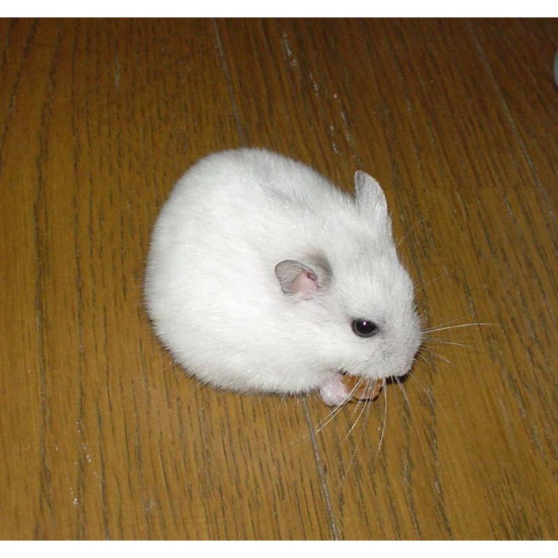 Hamster Winter White Sepasang Jantan dan Betina
