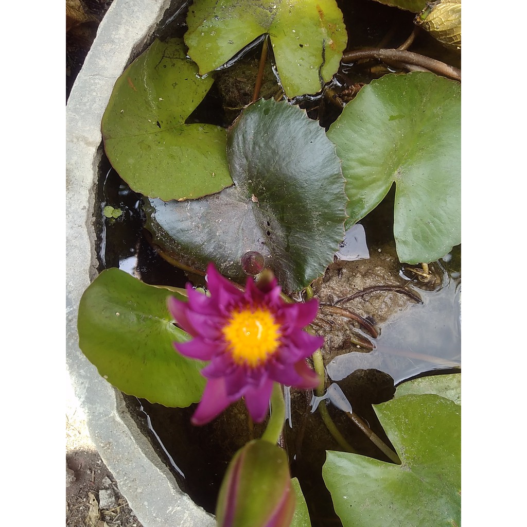 

TERATE~DAUN SEROJA~DAUN TERATE~WATERLILY~Minimal order 2pohon
