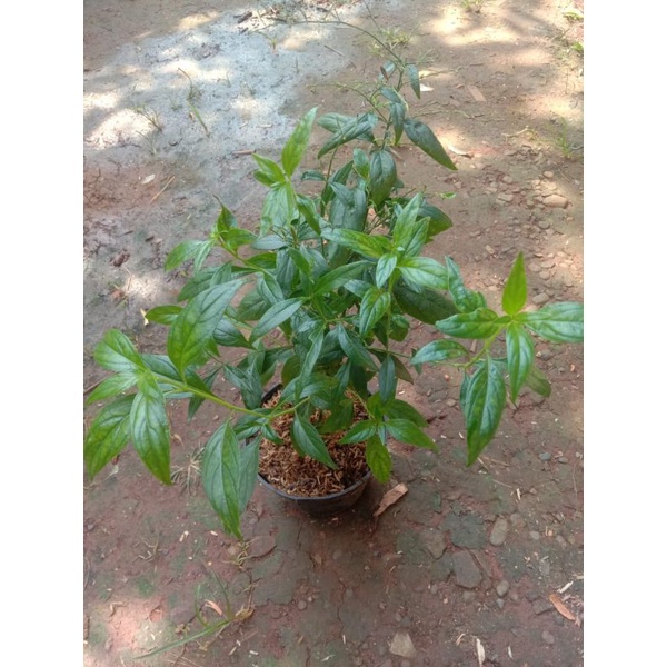 Tanaman Herbal Sambiloto-Pohon Sambiloto