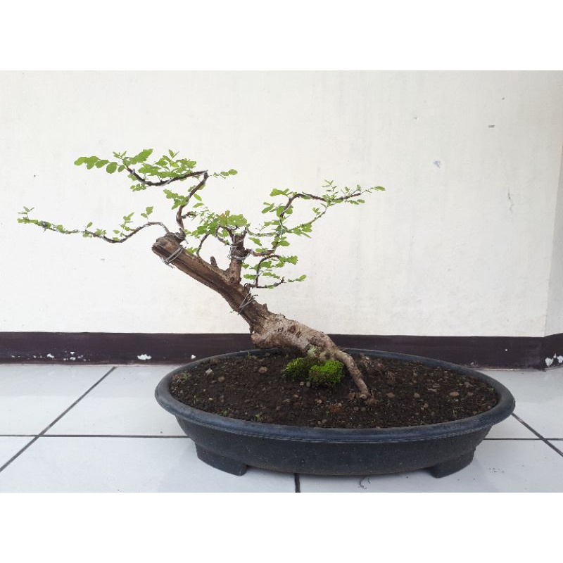 bonsai ileng ileng / mangsian
