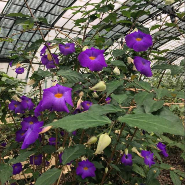 Tanaman hias bunga thunbergia ungu