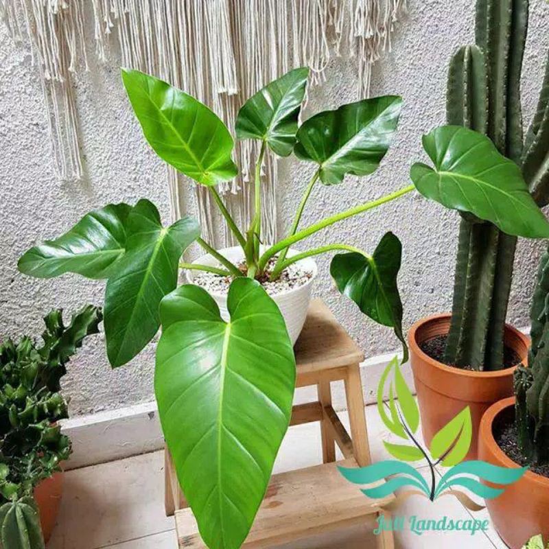 PHILO MARBLE/philodendron GIGANTEUM