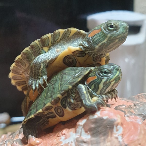 Harga Kurakura Terbaik Agustus 2021 Shopee Indonesia