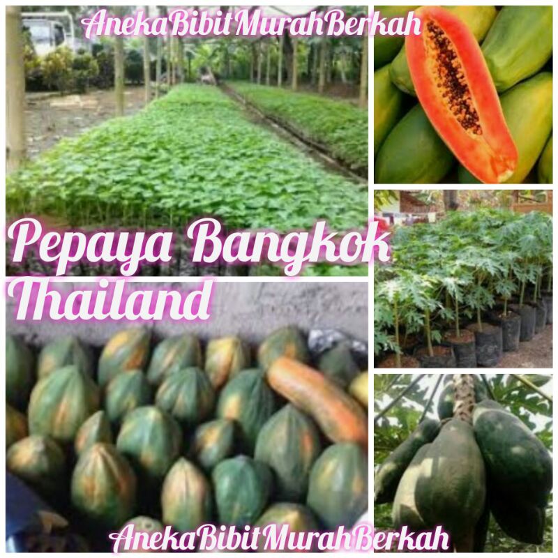 Bibit Pepaya Bangkok Thailand