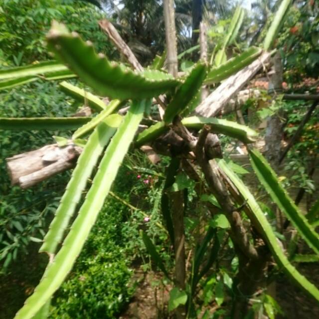 

Bibit Buah Naga uk 50cm