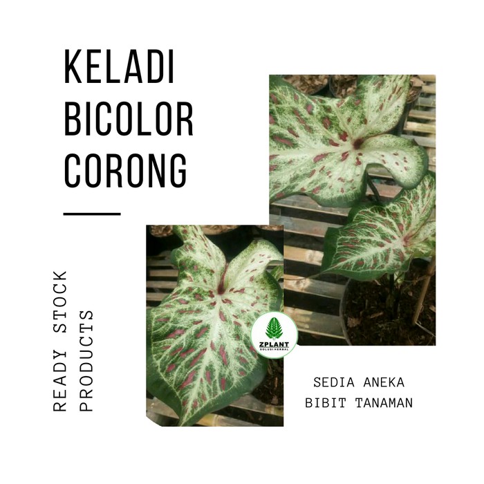 Tanaman Hias Keladi Bicolor Corong Shopee Indonesia