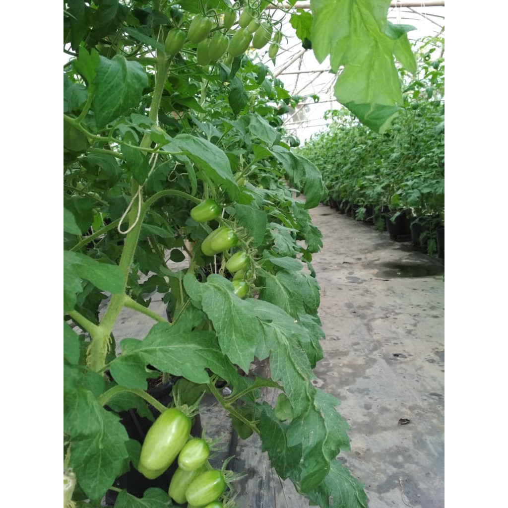 

TOMAT CERI /CHERY HIDROPONIK, FRESH HASIL DARI KEBUN LANGSUNG
