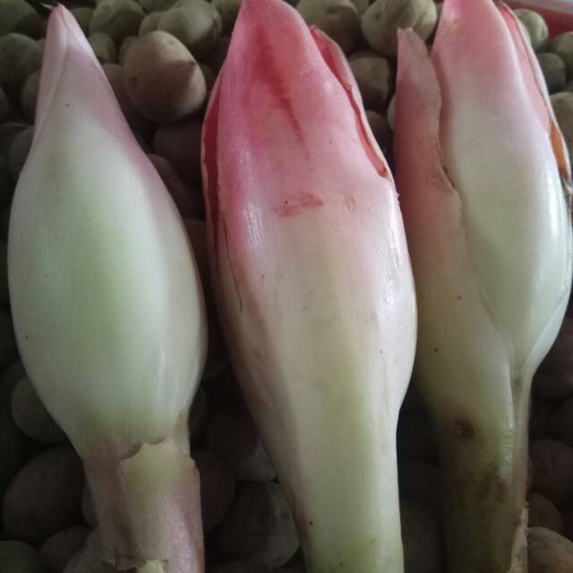 

Kecombrang 250gr
