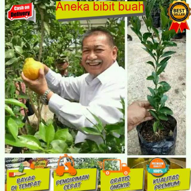 Bibit jeruk dekopon super
