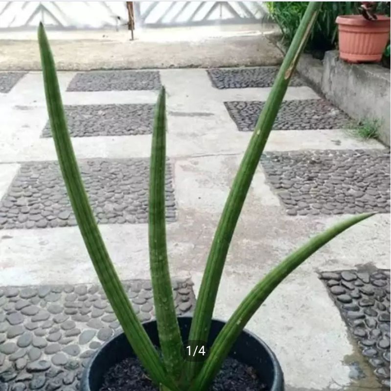 Tanaman Hias Sensivera Tombak Raja, Pohon Sansivera Tombak Raja