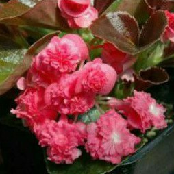 begonia doublet rose
