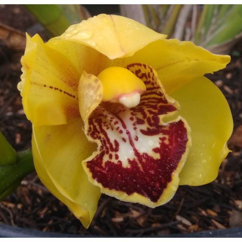 Anggrek Cymbidium Kuning Lidah Merah