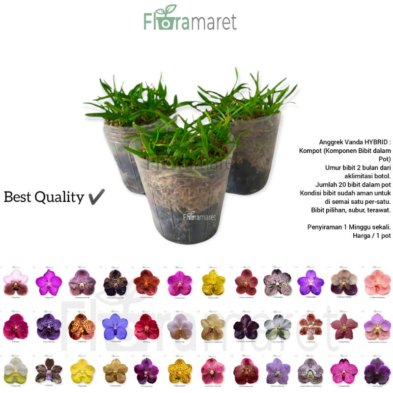 Anggrek vanda kompot hybrid isi 20 bibit umur 2 bulan