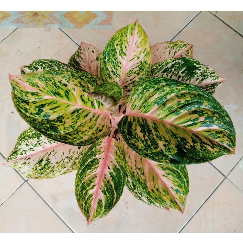 ANAKAN AGLONEMA BIDADARI ASLI