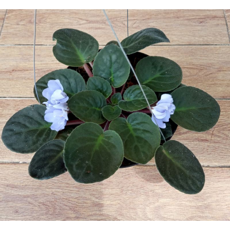 Bibit bunga Violet Afrika