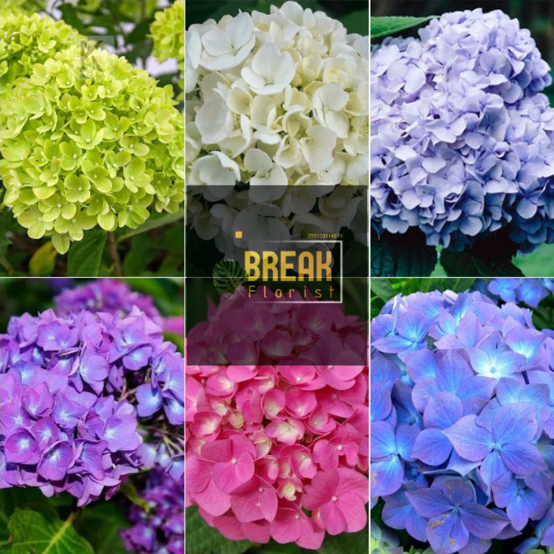 BIBIT BUNGA HORTENSIA/PANCAWARNA HOLLAND