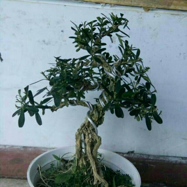 Tanaman hias bonsai mame boxus