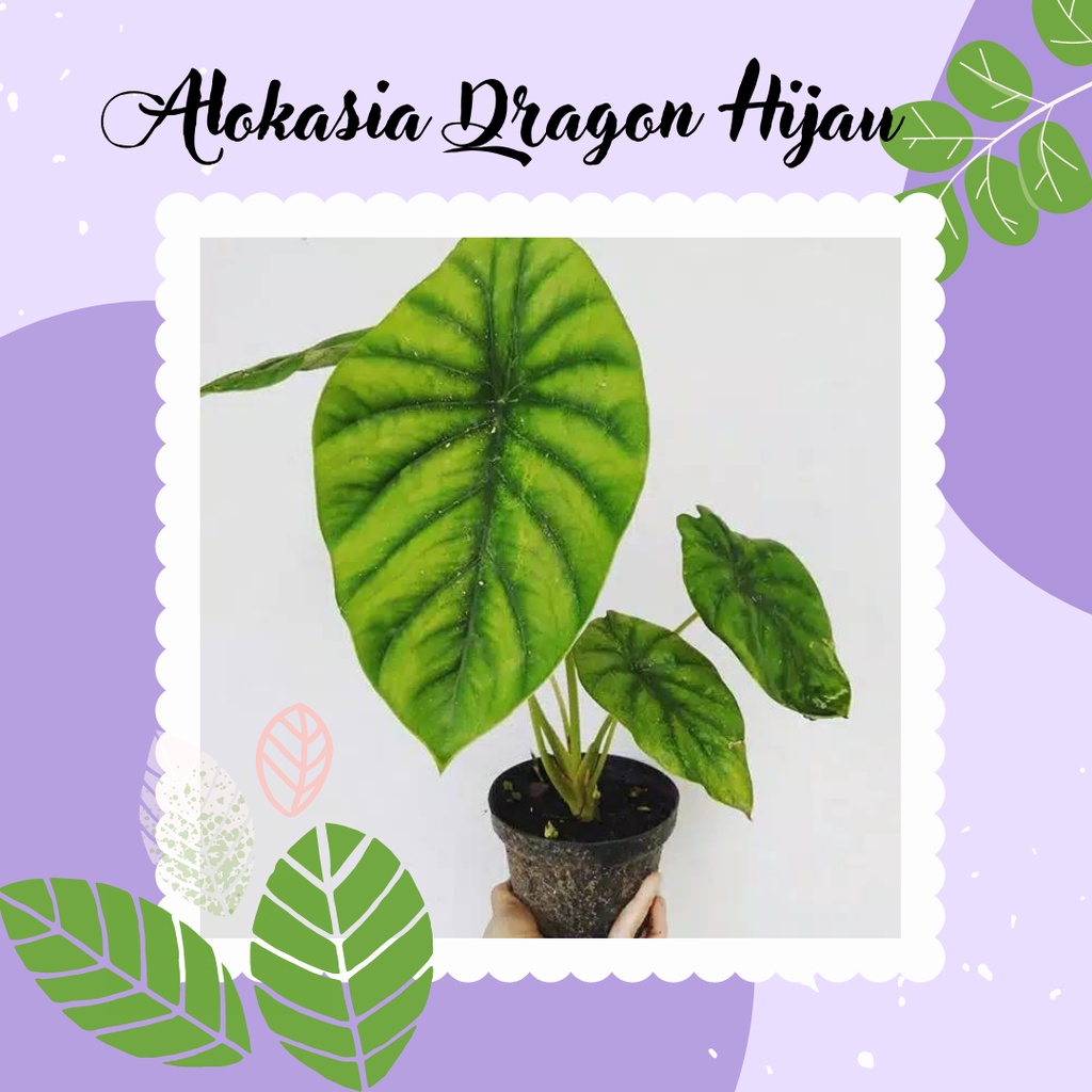 Tanaman Hias Alokasia Dragon Hijau Alocasia Dragon Scale Daun Hijau