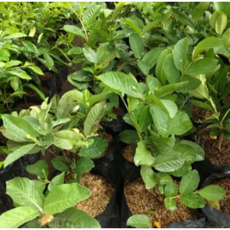 Pohon Jambu Kristal Sudah Berbuah Bibit Pohon Buah Jambu Kristal
