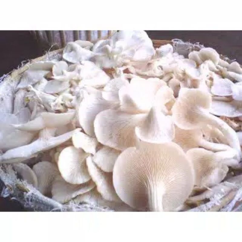 

Grosir Jamur Tiram Pelengkap Masakan 250 gram Murah