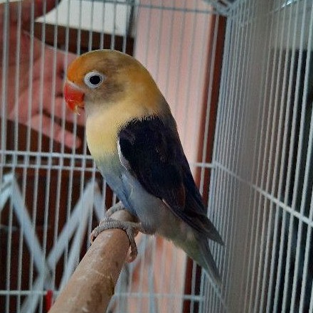 Lovebird Biola PB Dark Violet