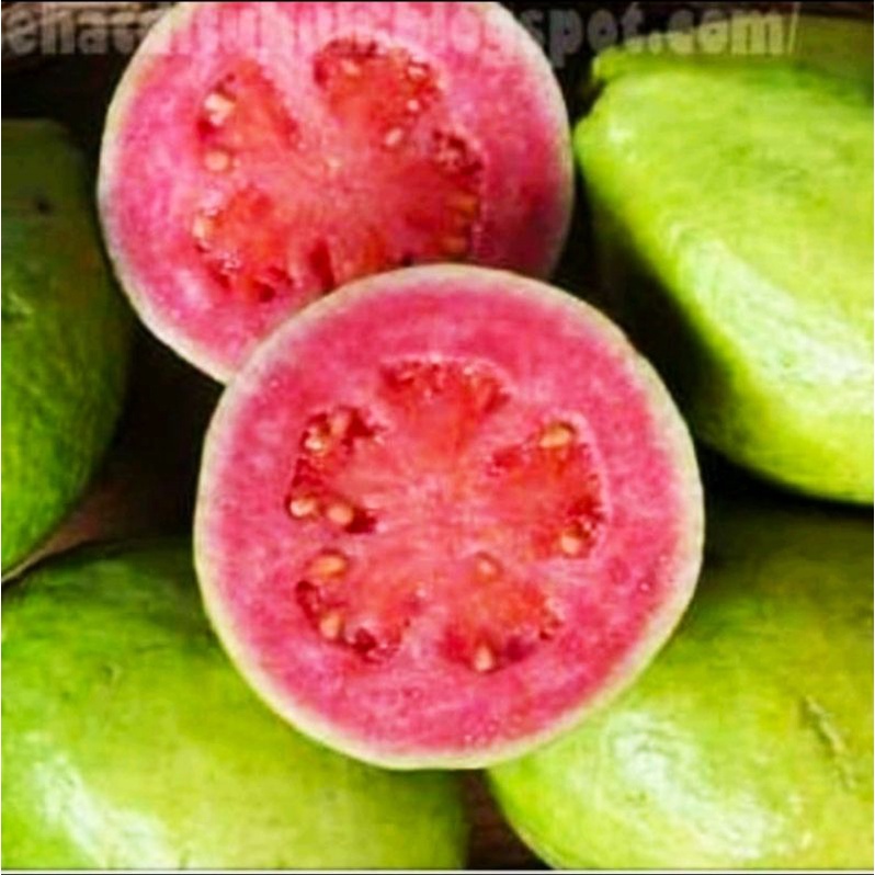 

JAMBU BIJI MERAH SEGAR, GUAVA FRESH,DIPETIK DARI POHON SENDIRI, KUALITAS SUPER TERBAIK