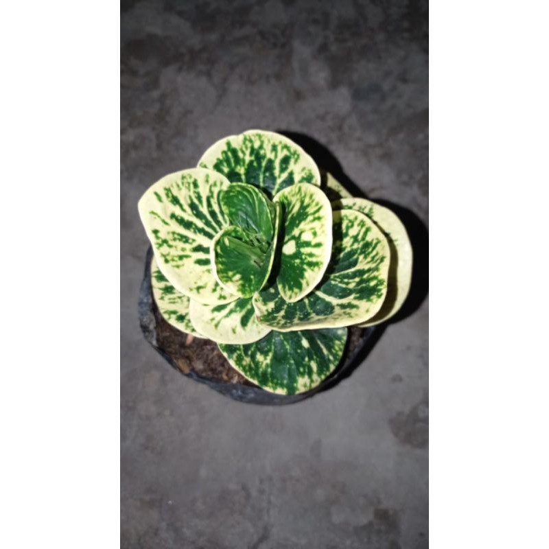 Puring apel sritanjung