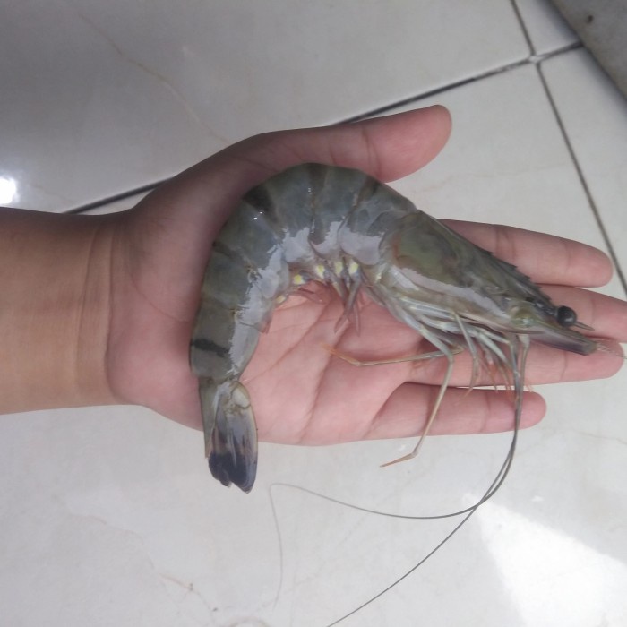 

Udang Pancet Jumbo per 500gr