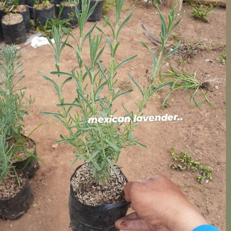 Tanaman Mexican Lavender